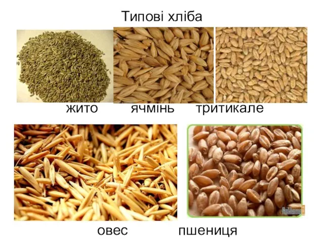 Типові хліба жито ячмінь тритикале овес пшениця