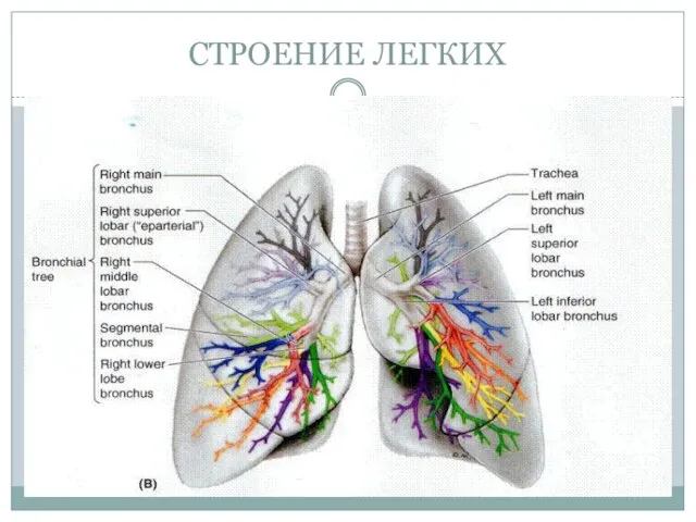 СТРОЕНИЕ ЛЕГКИХ