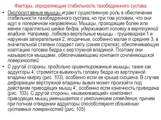 Факторы, определяющие стабильность тазобедренного сустава Околосуставные мышцы играют существенную роль в