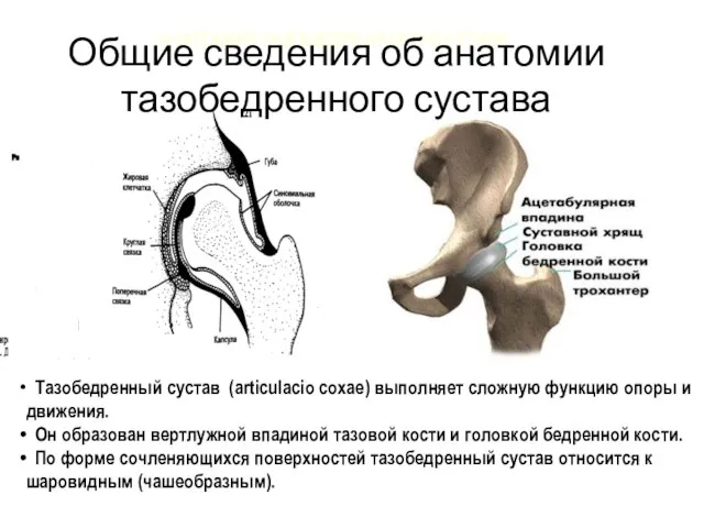 АНАТОМИЯ ТАЗОБЕДРЕННОГО СУСТАВА Тазобедренный сустав (articulacio coxae) выполняет сложную функцию опоры