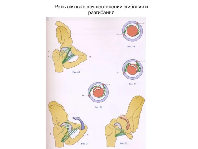 Роль связок в осуществлении сгибания и разгибания