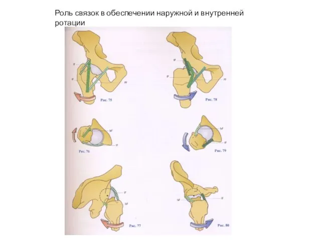 Роль связок в обеспечении наружной и внутренней ротации