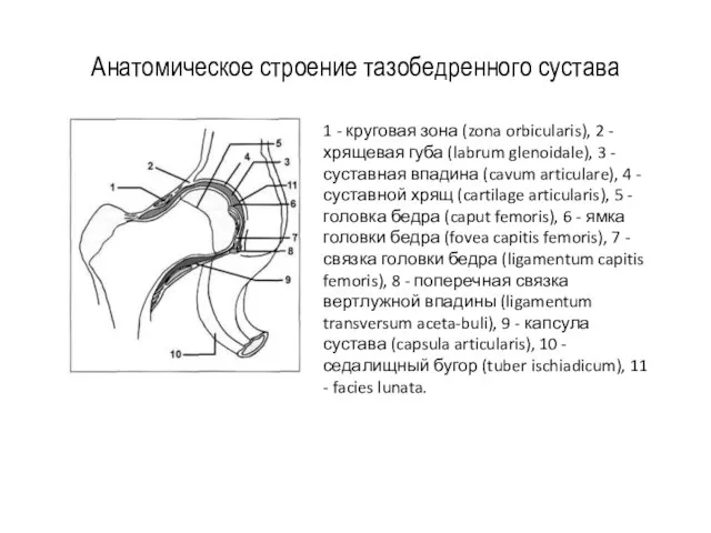 Анатомическое строение тазобедренного сустава 1 - круговая зона (zona orbicularis), 2