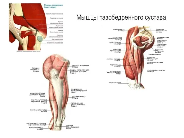 Мышцы тазобедренного сустава