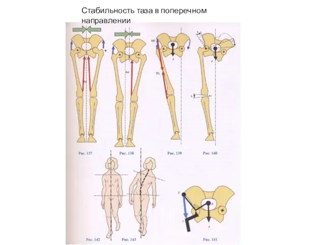 Стабильность таза в поперечном направлении