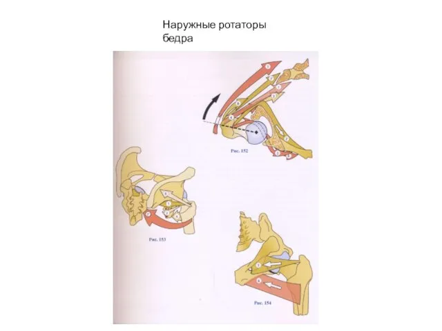 Наружные ротаторы бедра