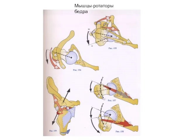 Мышцы-ротаторы бедра