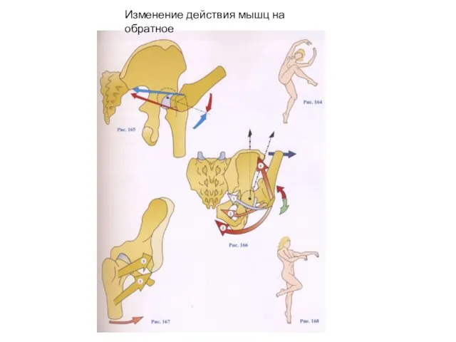 Изменение действия мышц на обратное