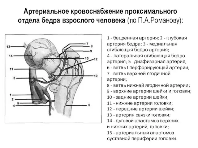 Артериальное кровоснабжение проксимального отдела бедра взрослого человека (по П.А.Романову): 1 -