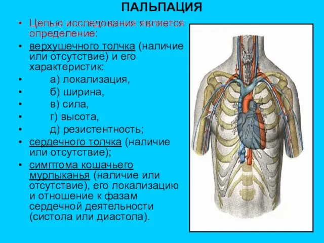 ПАЛЬПАЦИЯ Целью исследования является определение: верхушечного толчка (на­личие или отсутствие) и