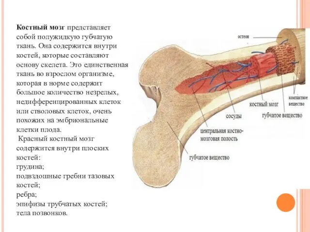 Костный мозг представляет собой полужидкую губчатую ткань. Она содержится внутри костей,