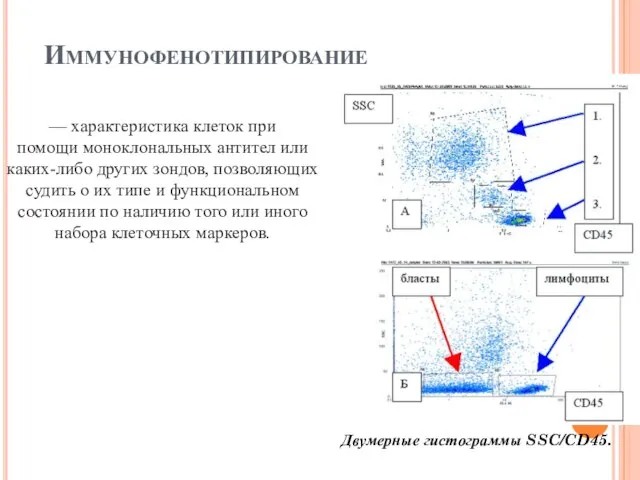 Иммунофенотипирование — характеристика клеток при помощи моноклональных антител или каких-либо других