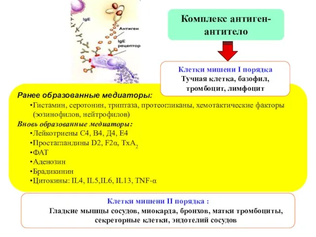 Ранее образованные медиаторы: Гистамин, серотонин, триптаза, протеогликаны, хемотактические факторы (эозинофилов, нейтрофилов)