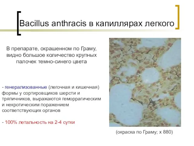 Bacillus anthracis в капиллярах легкого (окраска по Граму; х 880) В