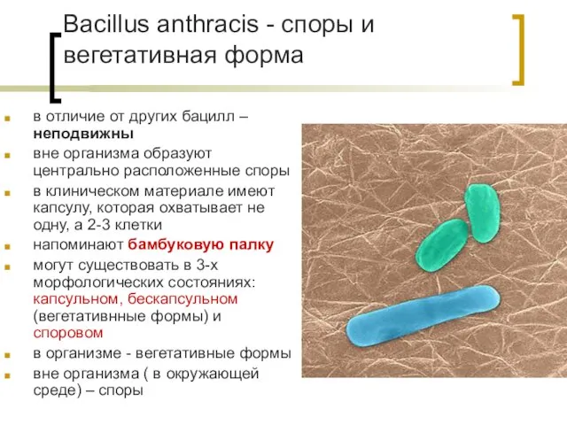 Bacillus anthracis - споры и вегетативная форма в отличие от других