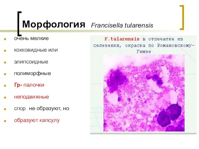 Морфология Francisella tularensis очень мелкие кокковидные или элипсоидные полиморфные Гр- палочки
