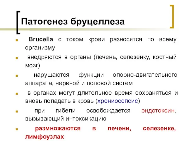 Патогенез бруцеллеза Brucella с током крови разносятся по всему организму внедряются