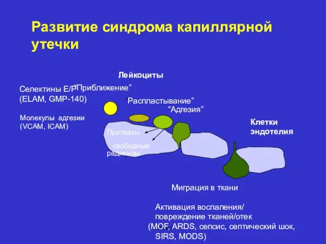 Cardiac Развитие синдрома капиллярной утечки Селектины E/P (ELAM, GMP-140) Клетки эндотелия