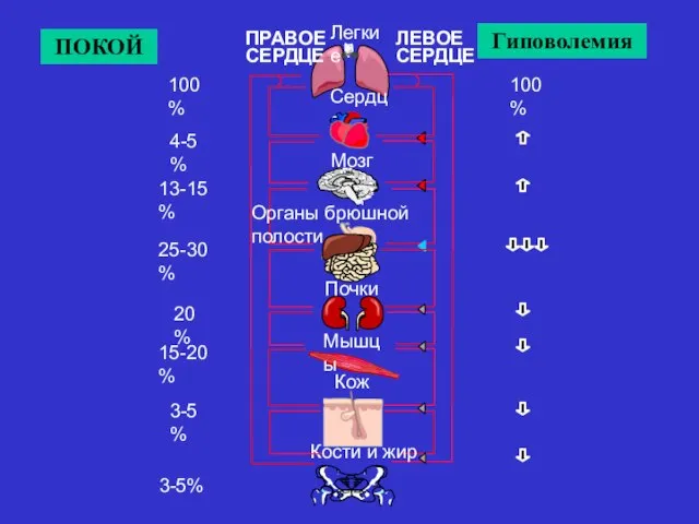 Легкие Мозг Сердце Органы брюшной полости Мышцы Кожа Кости и жир