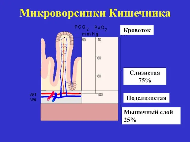 Микроворсинки Кишечника Кровоток Слизистая 75% Подслизистая Мышечный слой 25%