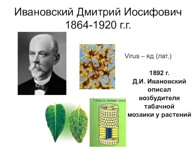 Ивановский Дмитрий Иосифович 1864-1920 г.г. Virus – яд (лат.) 1892 г.