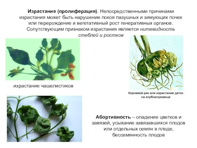 Израстание (пролиферация). Непосредственными причинами израстания может быть нарушение покоя пазушных и