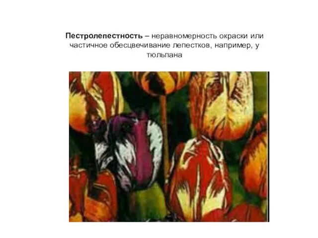 Пестролепестность – неравномерность окраски или частичное обесцвечивание лепестков, например, у тюльпана