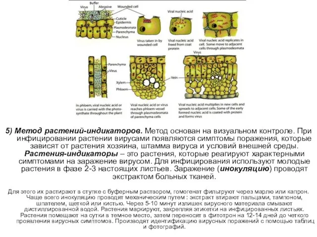 5) Метод растений-индикаторов. Метод основан на визуальном контроле. При инфицировании растении