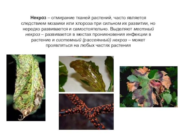 Некроз – отмирание тканей растений, часто является следствием мозаики или хлороза
