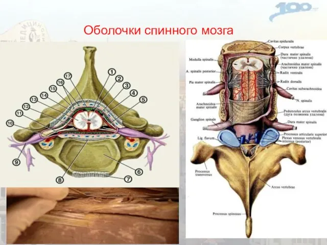 Оболочки спинного мозга Dura mater Arachnoidea mater Pia mater