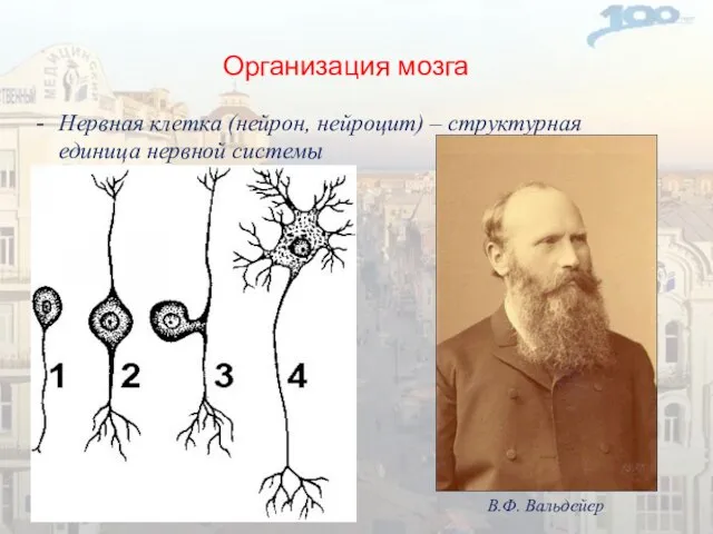 Организация мозга Нервная клетка (нейрон, нейроцит) – структурная единица нервной системы