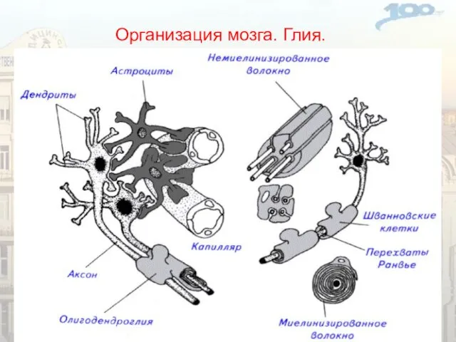 Организация мозга. Глия. Макроглия: Астроциты – строма, транспорт веществ из кровеносного