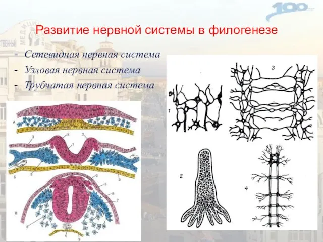 Развитие нервной системы в филогенезе Сетевидная нервная система Узловая нервная система Трубчатая нервная система