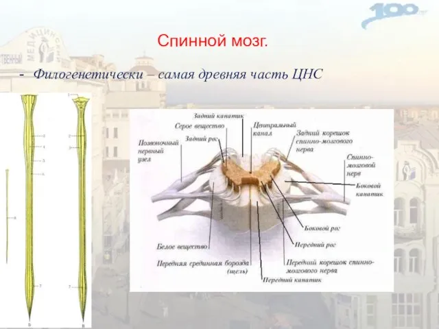 Спинной мозг. Филогенетически – самая древняя часть ЦНС