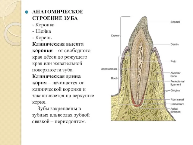 АНАТОМИЧЕСКОЕ СТРОЕНИЕ ЗУБА - Коронка - Шейка - Корень Клиническая высота