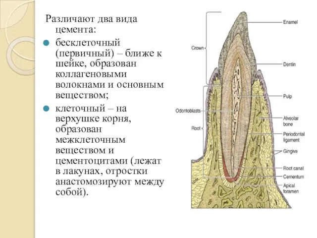 Различают два вида цемента: бесклеточный (первичный) – ближе к шейке, образован