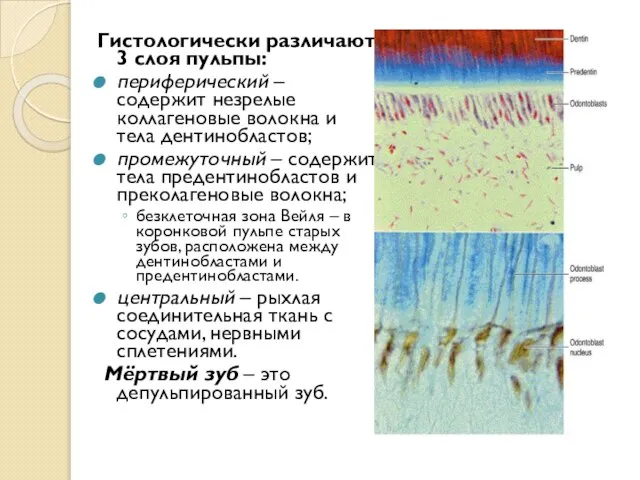 Гистологически различают 3 слоя пульпы: периферический – содержит незрелые коллагеновые волокна