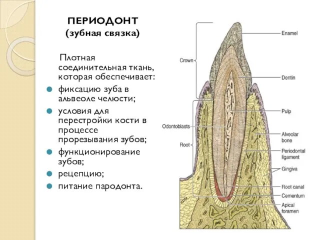 ПЕРИОДОНТ (зубная связка) Плотная соединительная ткань, которая обеспечивает: фиксацию зуба в