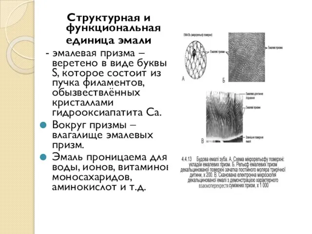 Структурная и функциональная единица эмали - эмалевая призма – веретено в