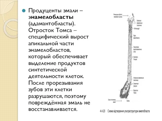 Продуценты эмали – энамелобласты (адамантобласты). Отросток Томса – специфический вырост апикальной