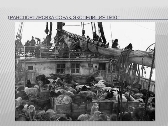 ТРАНСПОРТИРОВКА СОБАК, ЭКСПЕДИЦИЯ 1910Г