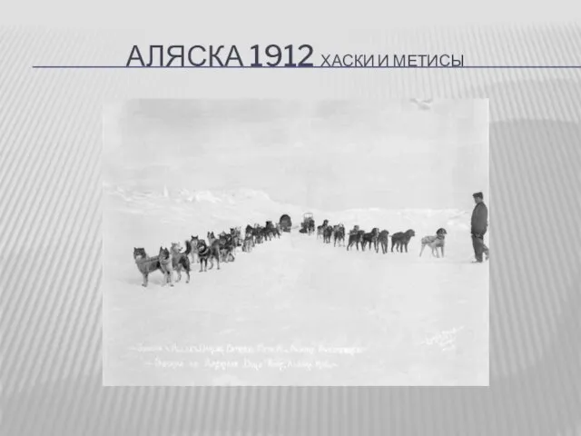 АЛЯСКА 1912 ХАСКИ И МЕТИСЫ