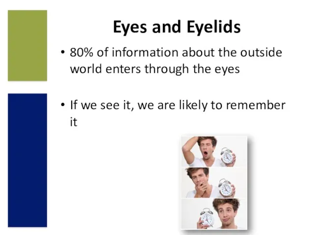 Eyes and Eyelids 80% of information about the outside world enters