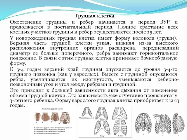 Грудная клетка Окостенение грудины и ребер начинается в период ВУР и