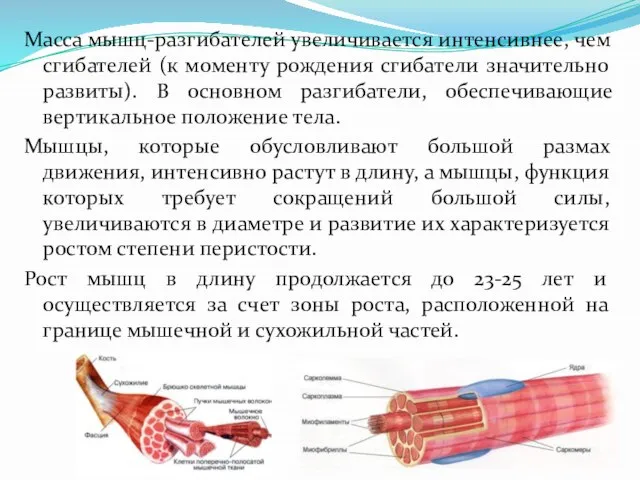 Масса мышц-разгибателей увеличивается интенсивнее, чем сгибателей (к моменту рождения сгибатели значительно