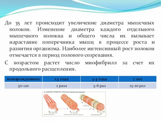 До 35 лет происходит увеличение диаметра мышечных волокон. Изменение диаметра каждого