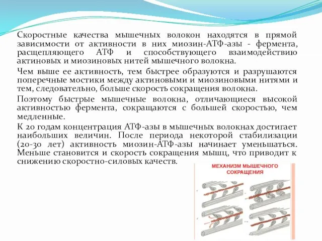 Скоростные качества мышечных волокон находятся в прямой зависимости от активности в