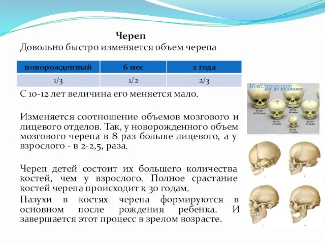 Череп Довольно быстро изменяется объем черепа С 10-12 лет величина его