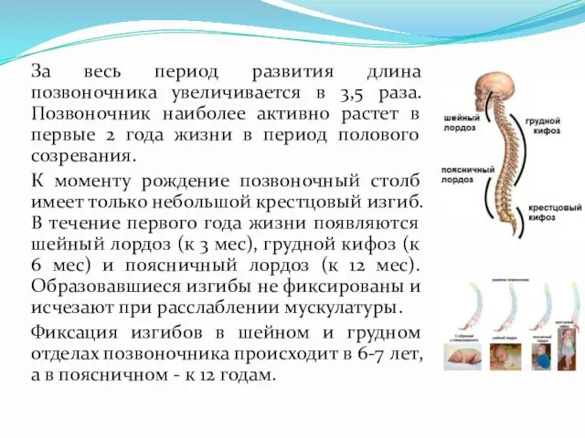 За весь период развития длина позвоночника увеличивается в 3,5 раза. Позвоночник