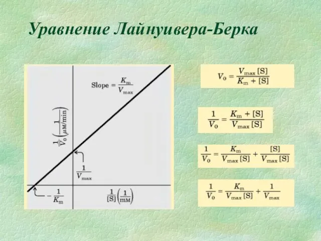 Уравнение Лайнуивера-Берка